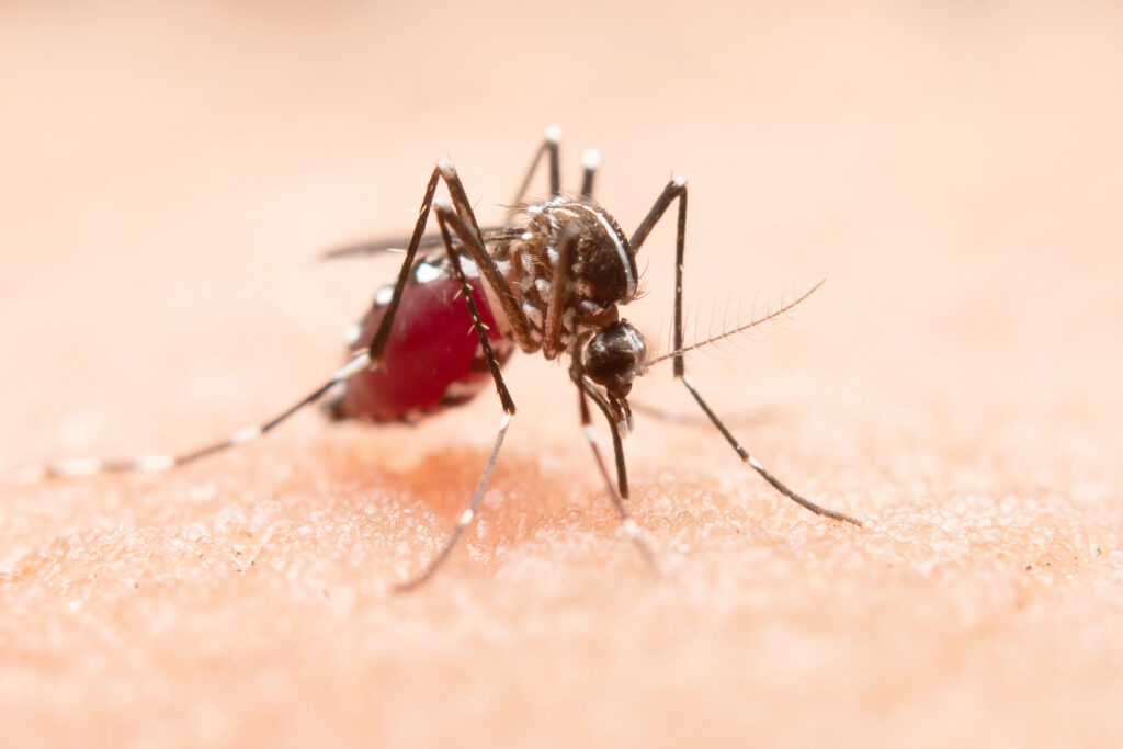 Dengue & Malaria